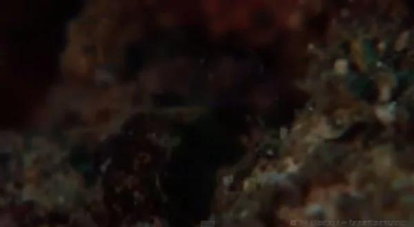 视频:科学家被这种高深莫测的神奇生物惊呆了
