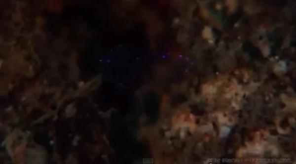视频:科学家被这种高深莫测的神奇生物惊呆了