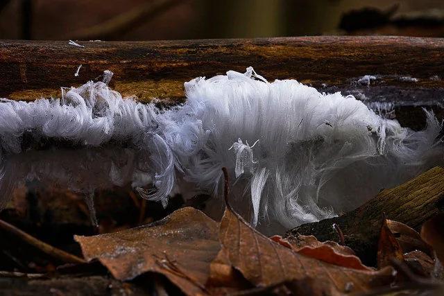 不可思议的美 科学家花100年终于解开罕见「发丝冰」出现的秘密