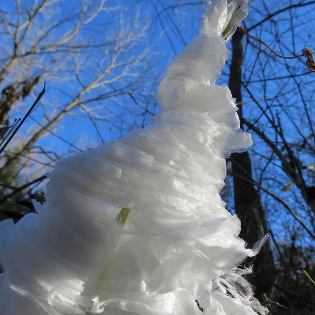 不可思议的美 科学家花100年终于解开罕见「发丝冰」出现的秘密