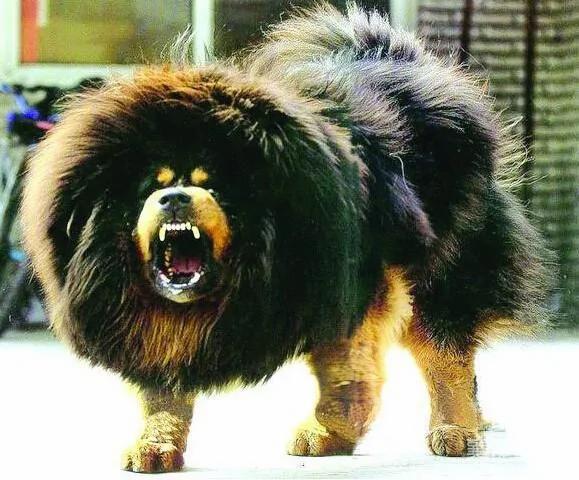世界唯一神犬 藏獒之王鬼獒王 * 阿波羅新聞網
