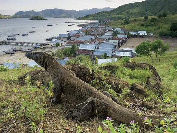 被质疑却真实存在的10大最神秘动物