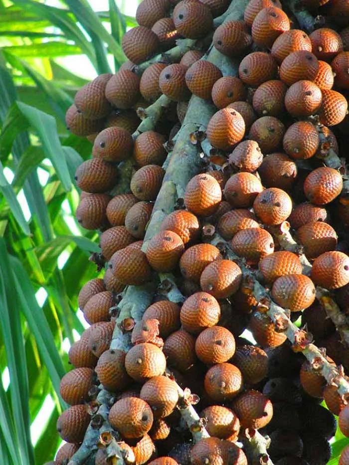 25种长相奇特的蔬果,打赌有一种你没吃过
