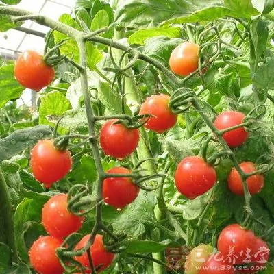 番茄中有一種番茄紅素也具有抗癌的作用