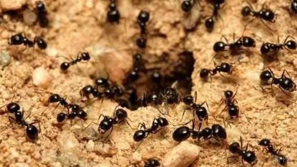 10个动物身体部位的另类用途