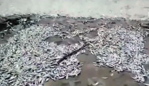 绿色和平于死鱼河道验出氰化物天津市民不敢买鱼