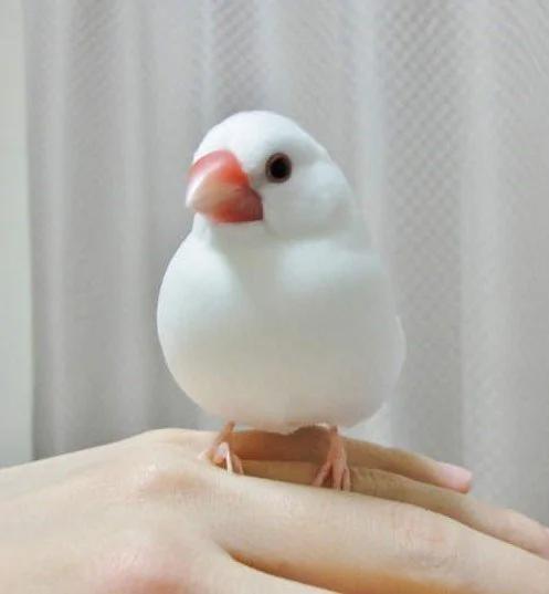 超有趣,从生日日期看出你是哪种鸟类?