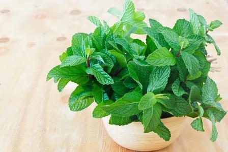 四种抗病植物 自家后院就可种