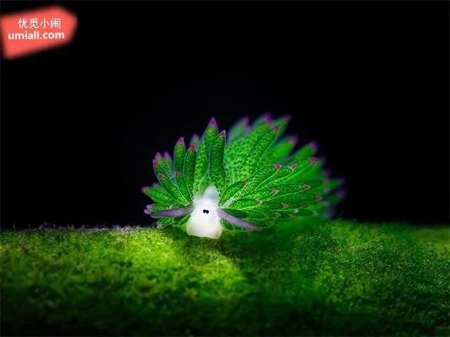 15种超出你想象的可爱海蛞蝓,每一种都让你大开眼界