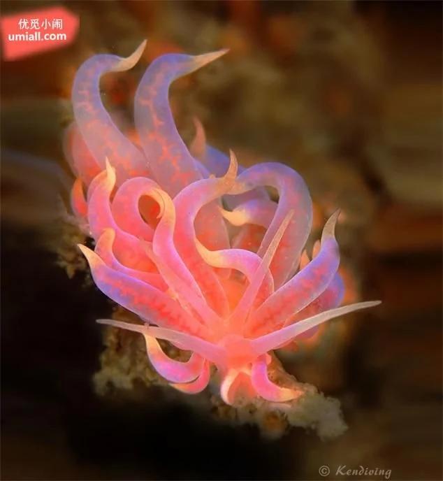 15种超出你想象的可爱海蛞蝓,每一种都让你大开眼界