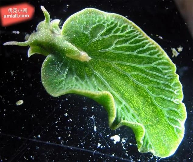 15种超出你想象的可爱海蛞蝓,每一种都让你大开眼界