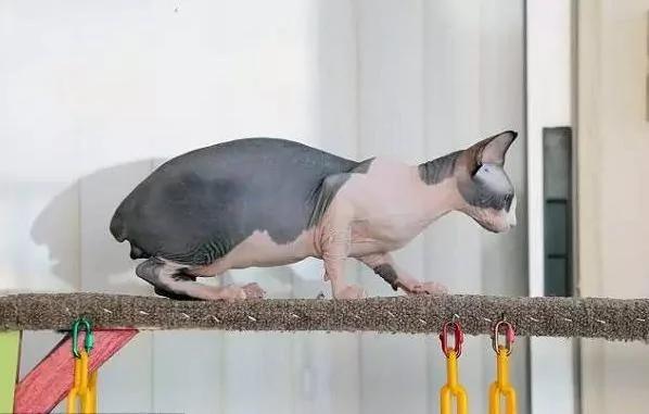美国猫舍成功繁育出新种无毛猫咪