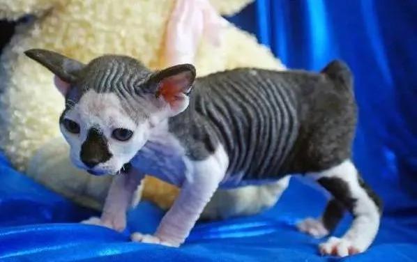 美国猫舍成功繁育出新种无毛猫咪