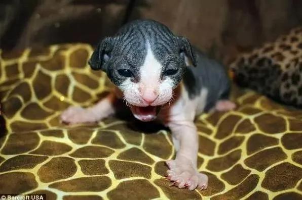 美国猫舍成功繁育出新种无毛猫咪