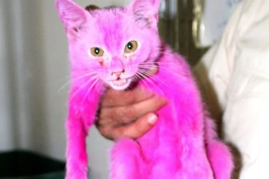 这只粉色的小猫让全世界都愤怒了！