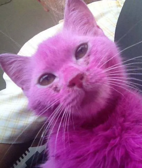 這隻粉色的小貓讓全世界都憤怒了！