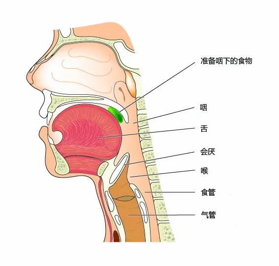鱼刺卡“喉”,不要轻视也无需惊慌