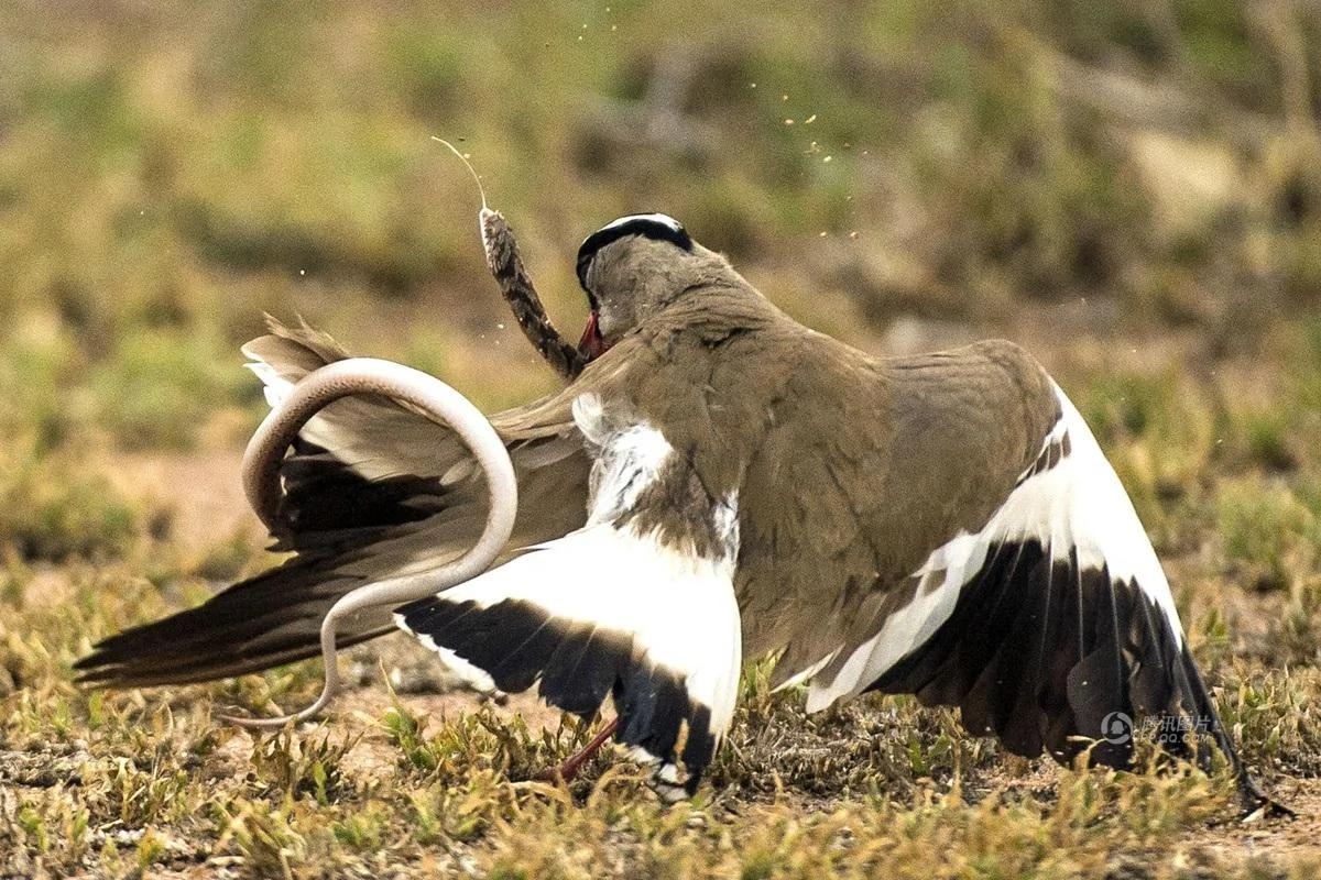 南非公园鸟妈妈为保护鸟蛋与蛇搏斗 阿波罗新闻网