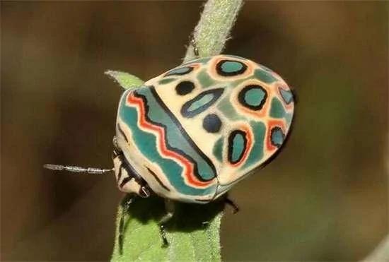 好神奇:32种奇珍异兽,绝大多数你都没见过 3