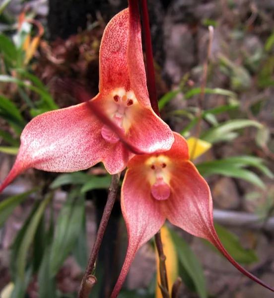 日本植物园现“猴脸兰花” 眼鼻毛发俱全