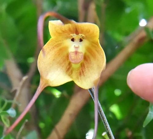 日本植物园现“猴脸兰花” 眼鼻毛发俱全