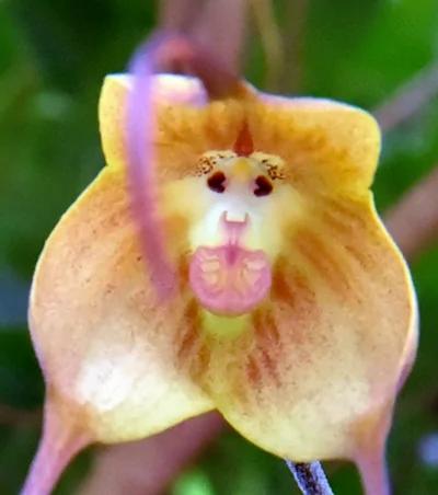 日本植物园现“猴脸兰花” 眼鼻毛发俱全