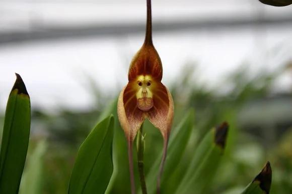 日本植物园现“猴脸兰花” 眼鼻毛发俱全