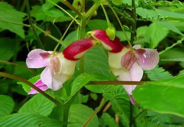 日本植物园现“猴脸兰花” 眼鼻毛发俱全