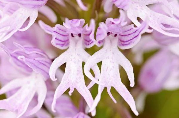 日本植物园现“猴脸兰花” 眼鼻毛发俱全