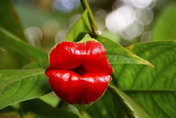 日本植物园现“猴脸兰花” 眼鼻毛发俱全