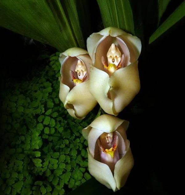 日本植物园现“猴脸兰花” 眼鼻毛发俱全