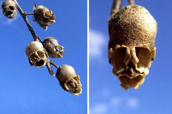 日本植物园现“猴脸兰花” 眼鼻毛发俱全