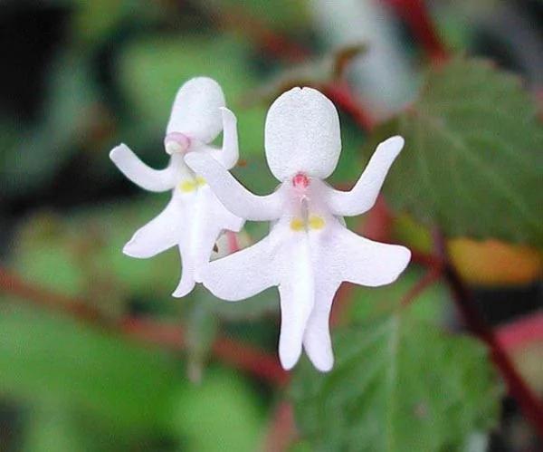 日本植物园现“猴脸兰花” 眼鼻毛发俱全