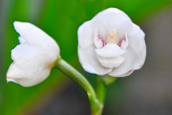 日本植物园现“猴脸兰花” 眼鼻毛发俱全
