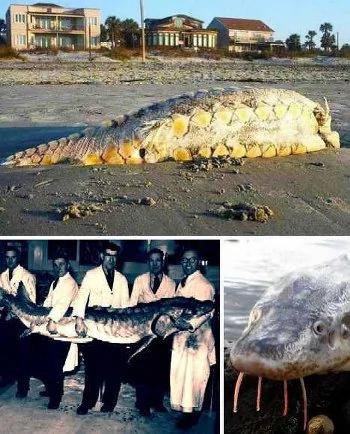 海滩上发现的各种奇特海洋怪兽