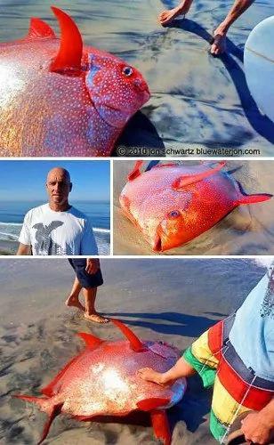海滩上发现的各种奇特海洋怪兽