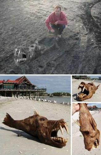 海滩上发现的各种奇特海洋怪兽