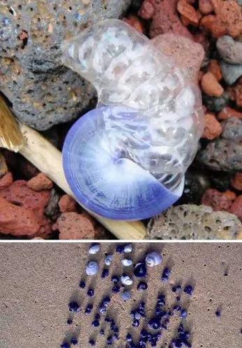 海滩上发现的各种奇特海洋怪兽