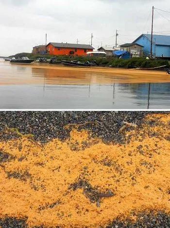 海滩上发现的各种奇特海洋怪兽