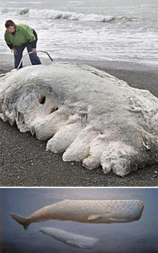 海滩上发现的各种奇特海洋怪兽