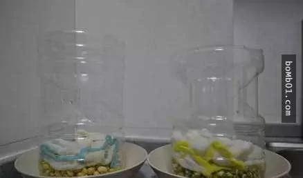 一個可樂瓶就能輕鬆種出豆芽菜 懶人想省錢學這招就對了