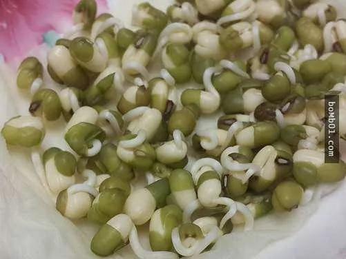 一個可樂瓶就能輕鬆種出豆芽菜 懶人想省錢學這招就對了