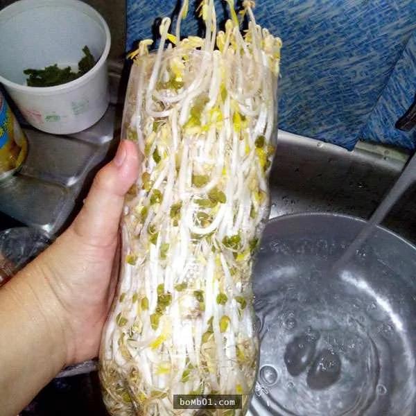 一個可樂瓶就能輕鬆種出豆芽菜 懶人想省錢學這招就對了