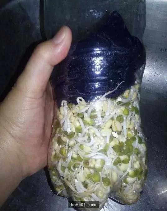 一個可樂瓶就能輕鬆種出豆芽菜 懶人想省錢學這招就對了