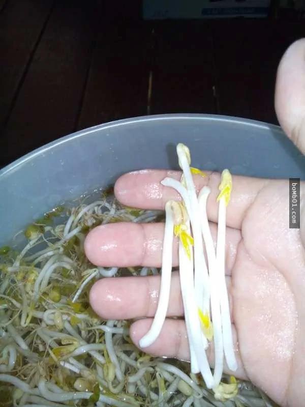 一個可樂瓶就能輕鬆種出豆芽菜 懶人想省錢學這招就對了