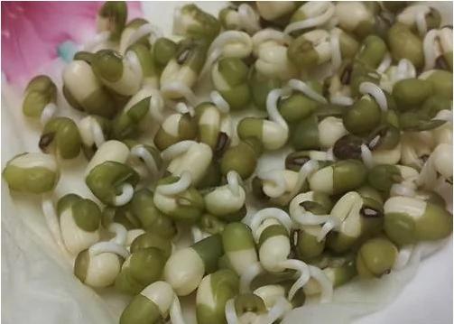 旧可乐瓶种美味豆芽 真简单 试试吧