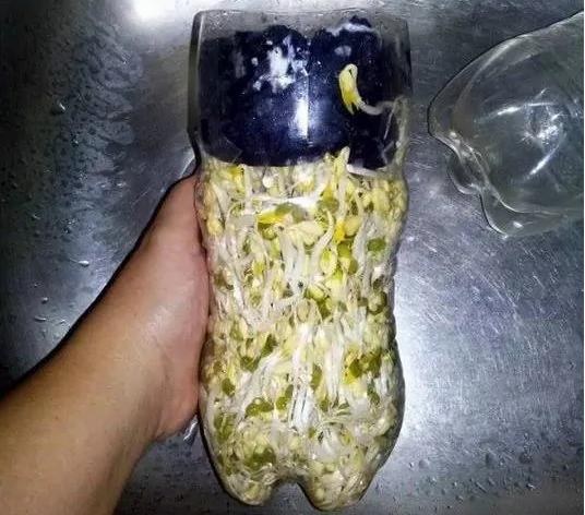 旧可乐瓶种美味豆芽 真简单 试试吧