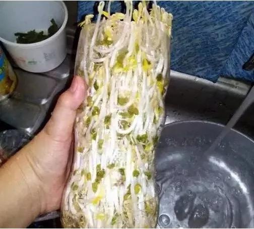 旧可乐瓶种美味豆芽 真简单 试试吧