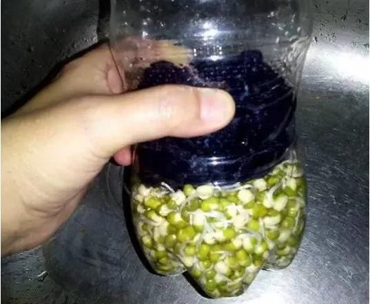 旧可乐瓶种美味豆芽 真简单 试试吧
