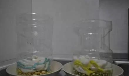 旧可乐瓶种美味豆芽 真简单 试试吧
